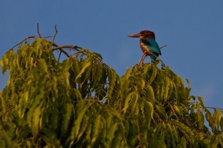 4Kingfisher (2)